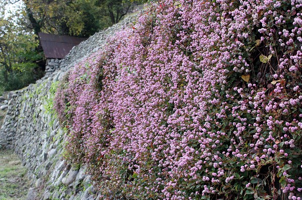 20121120007.jpg