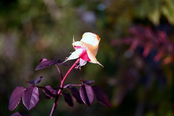 20130103005.jpg