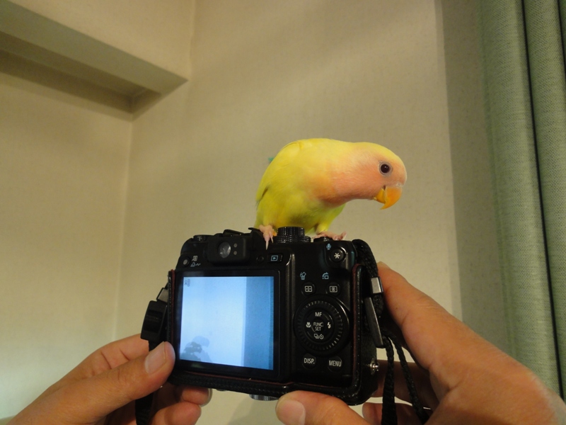 チェリー