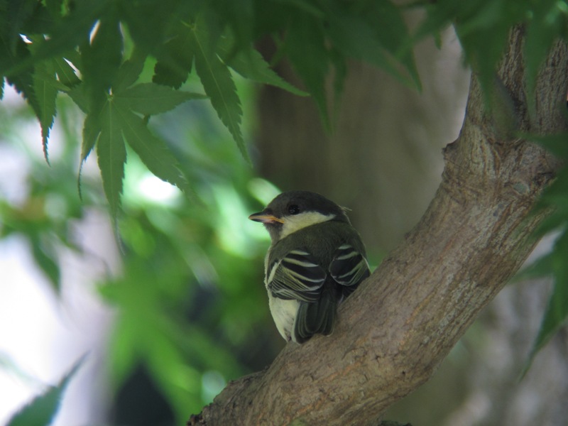シジュウカラ