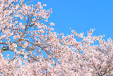 sakura2013.jpg
