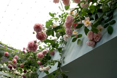 20125g18seibubara4.jpg