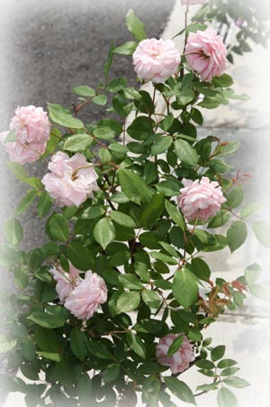 20126g12kokusaibb7.jpg