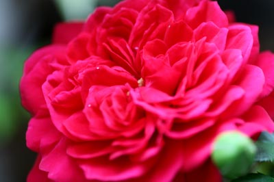 20126g13reonarudo6.jpg