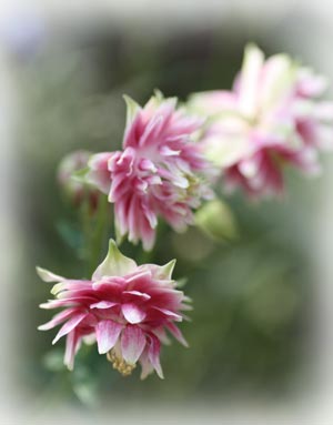 20126g24odamaki5.jpg