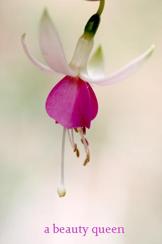 20126g29fukusya1.jpg