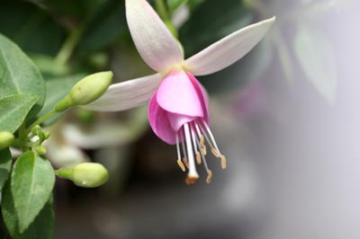20126g29fukusya2.jpg