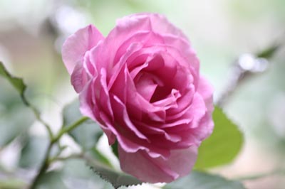 20126g4kotei2.jpg