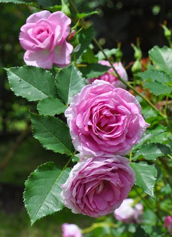 20126g4kotei4.jpg