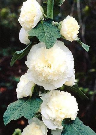 20126g9kaimono2.jpg