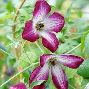 20126g9kaimono4.jpg