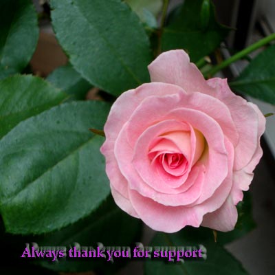 20127g9niwate5.jpg