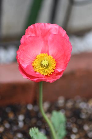 3g11sinnsai6.jpg