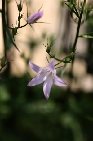 3g11sinnsai7.jpg