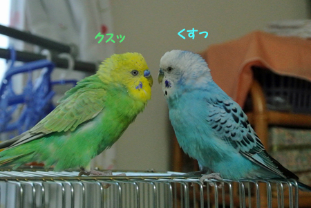ちゃー、こた