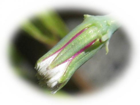 kako-cwozL1aoh1nZagCT.jpg