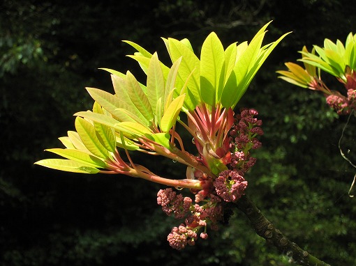 ユズリハの新芽と花