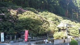 石楠花レポート5