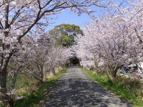 満開の桜