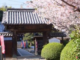 満開の桜2