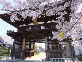 満開の桜3