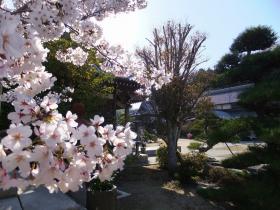 満開の桜4