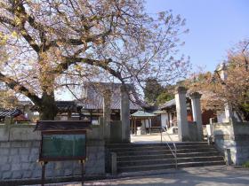 満開の桜5
