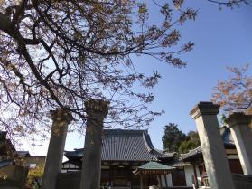 満開の桜6