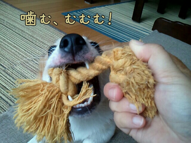 噛む、むむむむ…
