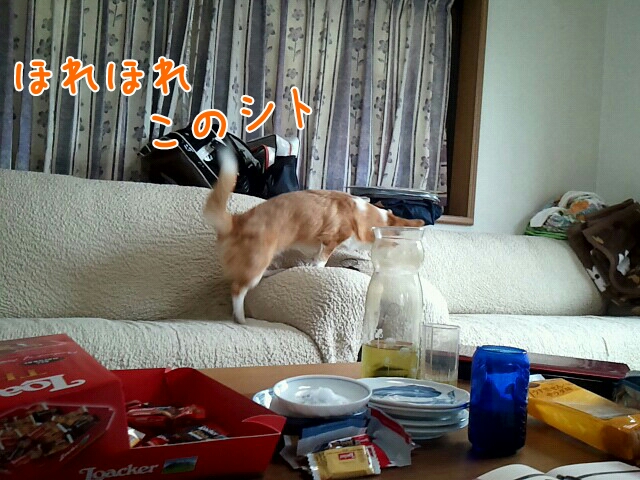 このシト
