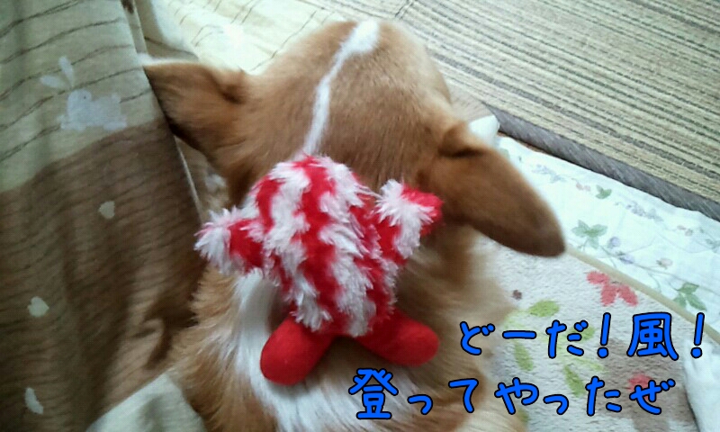 どーだ!登って…