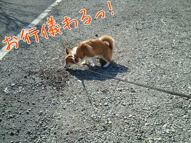 お行儀わるっ!