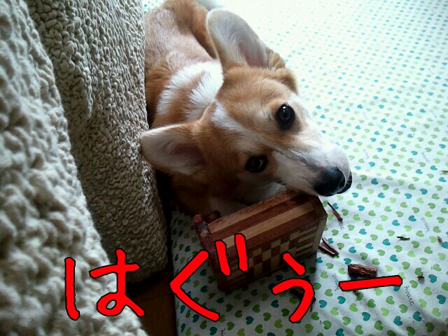 はぐぅ