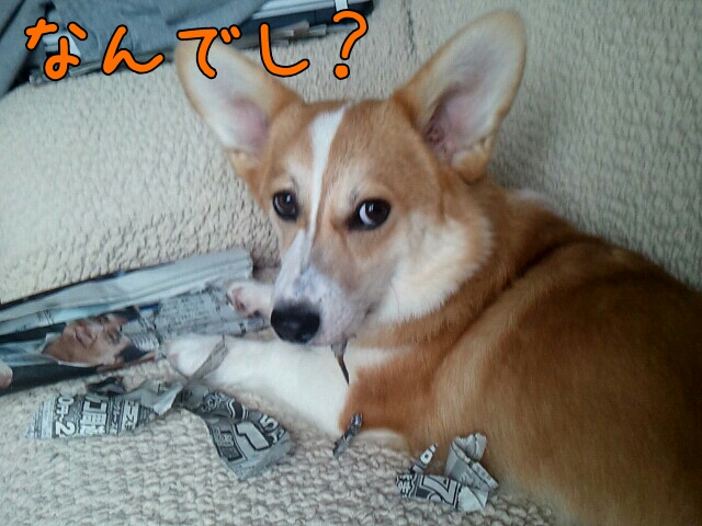 なんでしか?