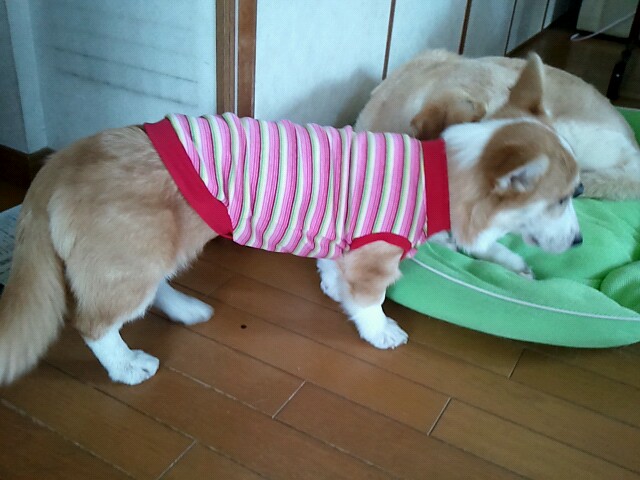 お洋服赤