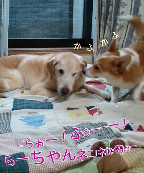 ごらぁー!