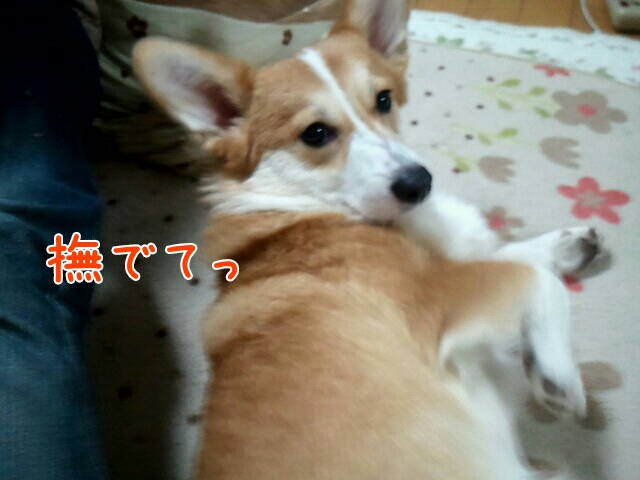 撫でてっ