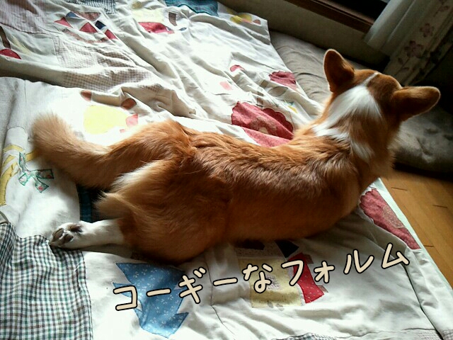 コーギーなフォルム