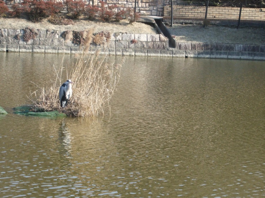 aotyan1.jpg
