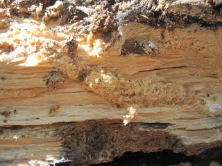 IMG_2490.jpg