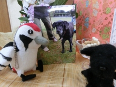 ウニの写真