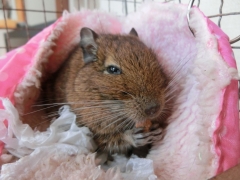 あんちゃん