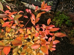 ブルーベリー紅葉