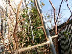 ボケのトゲ