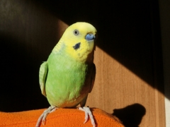 グリちゃん
