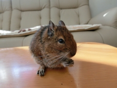 あんちゃん