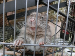 まるちゃん
