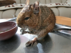 あんちゃん