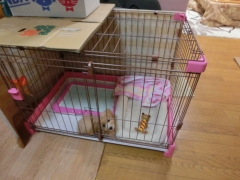 ホタテ