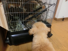 ホタテ